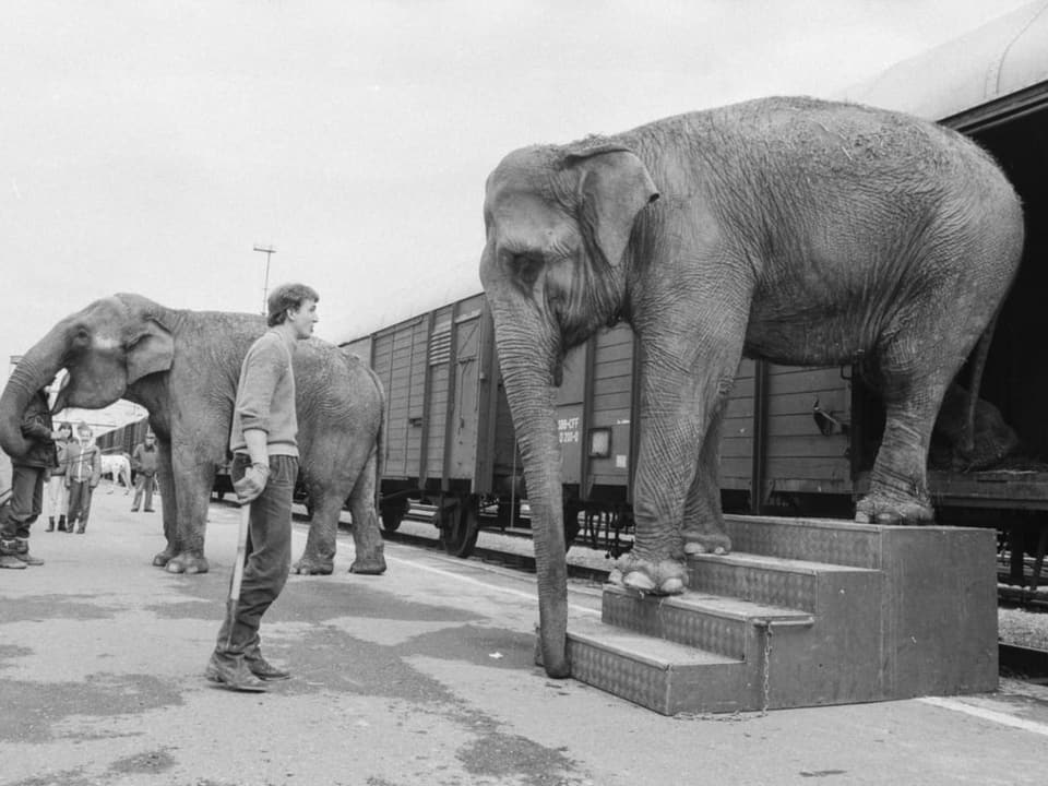 Elefant steigt aus dem Zug