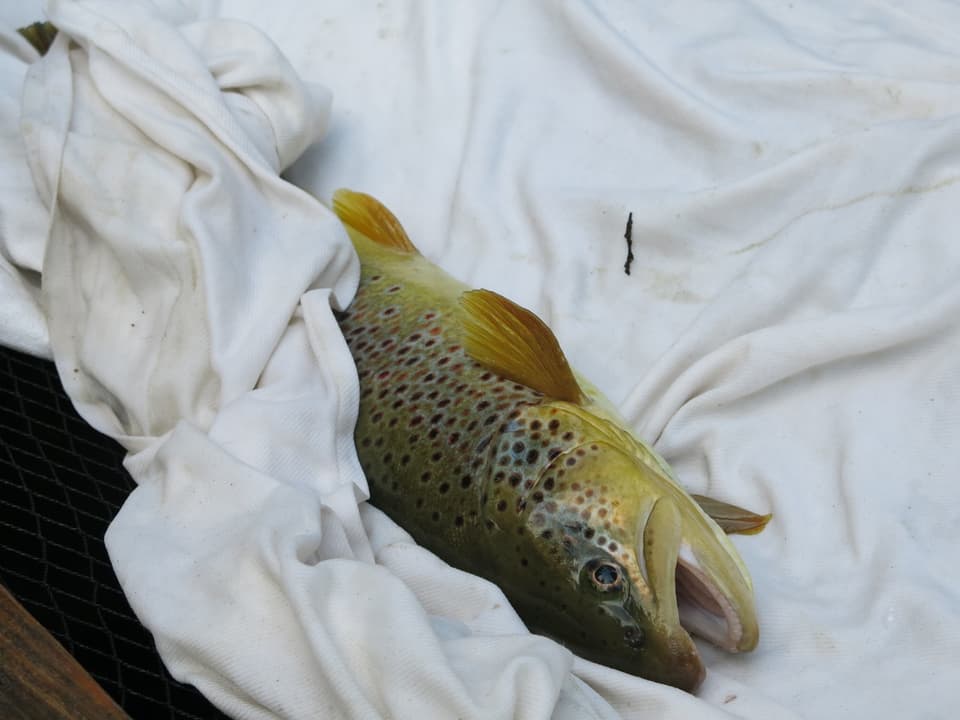 Ein Fisch in einem Tuch.