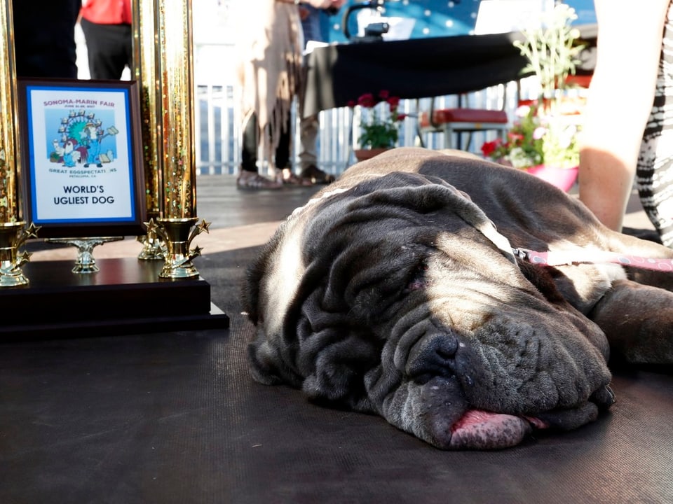 Schlafender Hund neben Pokal. 
