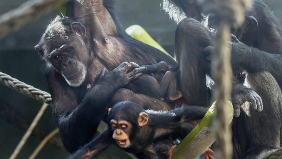 Eine Schimpansen Familie