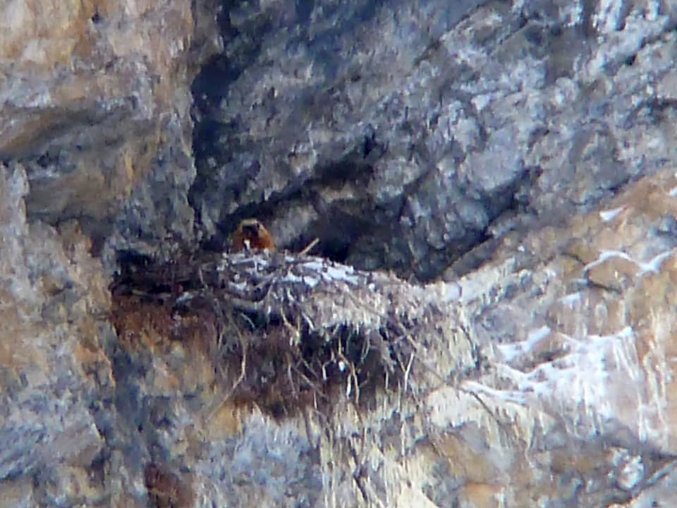 Vogel im Nest in einer Felswand