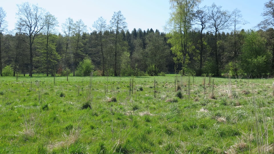 Grünfläche mit jungen Heckenpflanzen, im Hintergrund Wald
