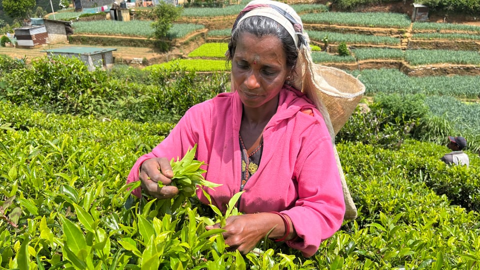 Die Teepflückerin Vasuki steht inmitten einer Plantage und blickt in die Kamera.