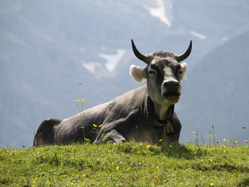 Kuh sitzt gemütlich auf eine Weide in den Bergen.