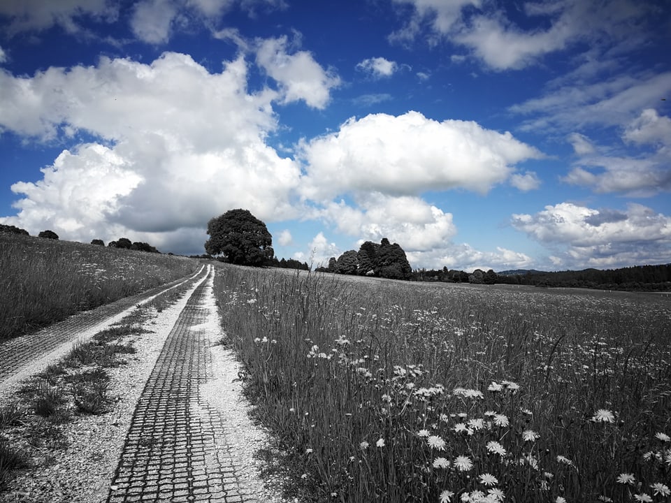 Bearbeitetes Bild: Die Blumenwiese in schwarz-weiss, der Himmel in blau.