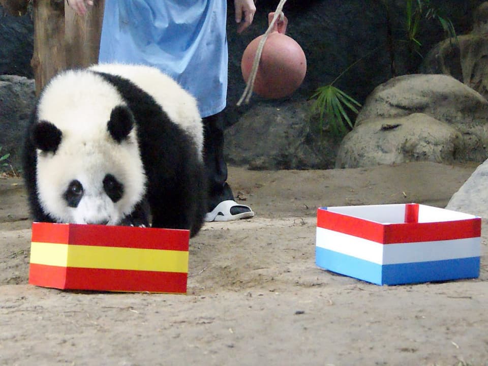 Panda-Bär trinkt Milch aus einer Box mit einer Flagge.