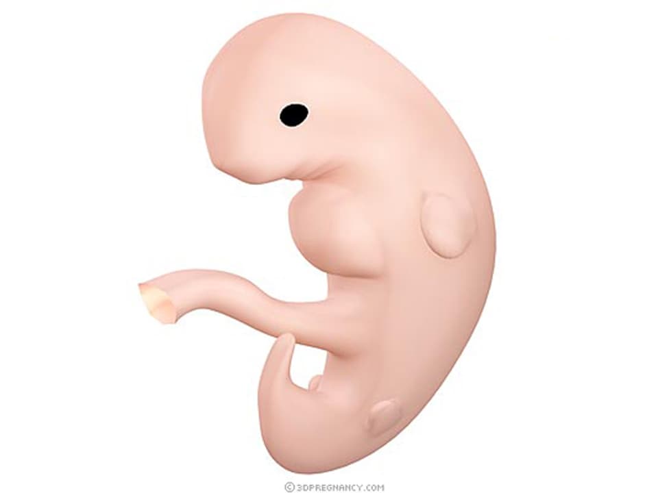 Eine graphische Darstellung eines Embryos in der sechsten Schwangerschaftswoche.