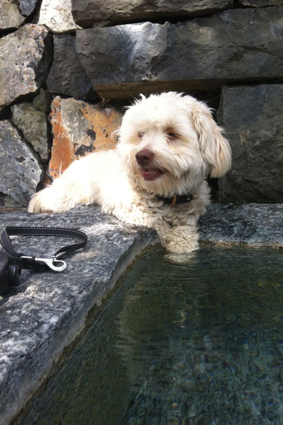 Hund mit Pfoten im Brunnen.