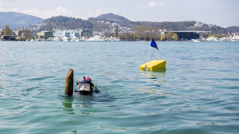 Ein Taucher im Luzerner Seebecken streckt einen Holzpfahl aus dem Wasser.