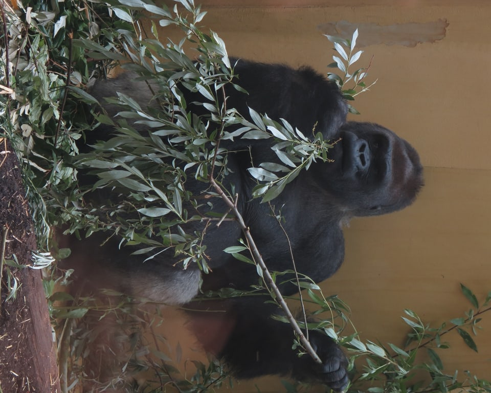 N'Gola ganz hinten im Affengehege beim Fressen von Blättern eines Zweiges. 