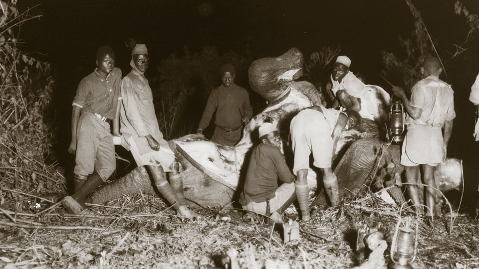 Schwarze Männer und Frauen um einen daliegenden Elefanten, dem die Haut abgezogen wird.