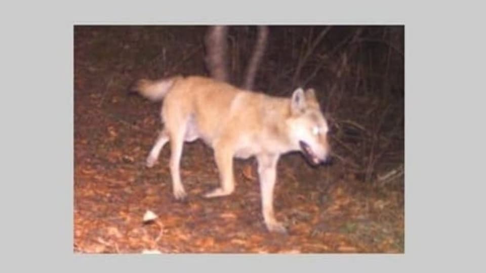 Nahaufnahme des später erschossenen Wolfshybriden