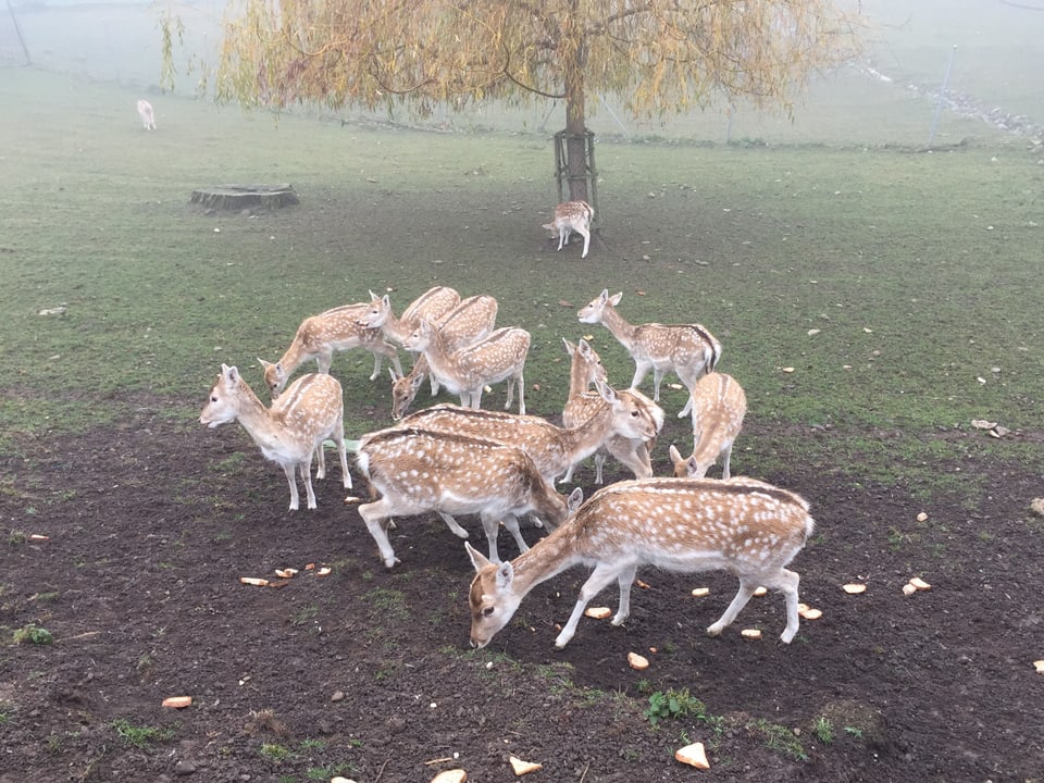 Eine Gruppe von Hirschen auf der Weide.