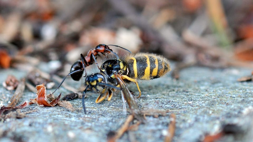 Ameisen tragen Wespe, Nahaufnahme