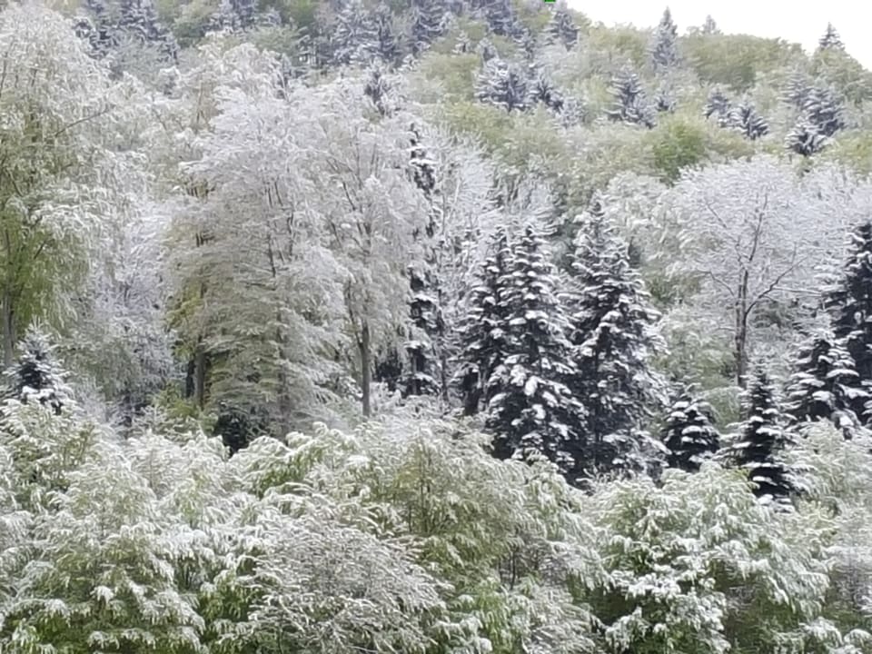 Ein Grüner Wald im Schnee.