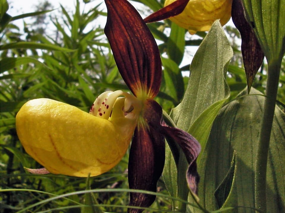 Frauenschuh (Cypripedium calceolus) gehört zu den bekanntesten Orchideen.