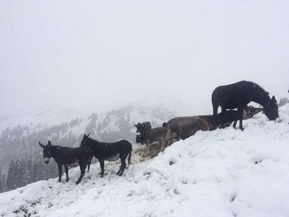 Esel und Rinder im Schnee.