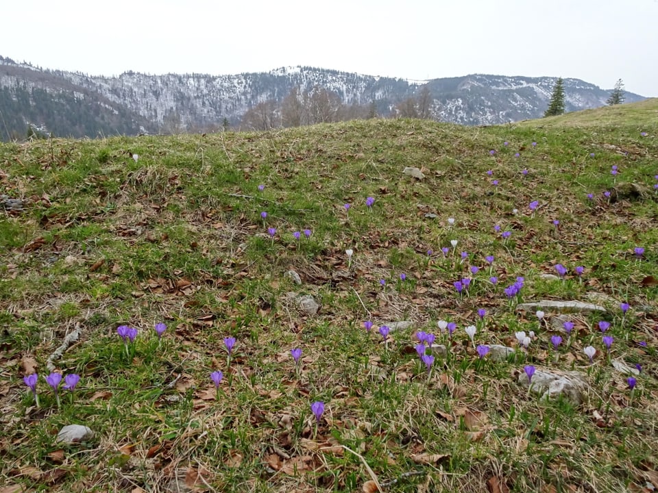Bergwiese mit spärlichen violetten Blumen