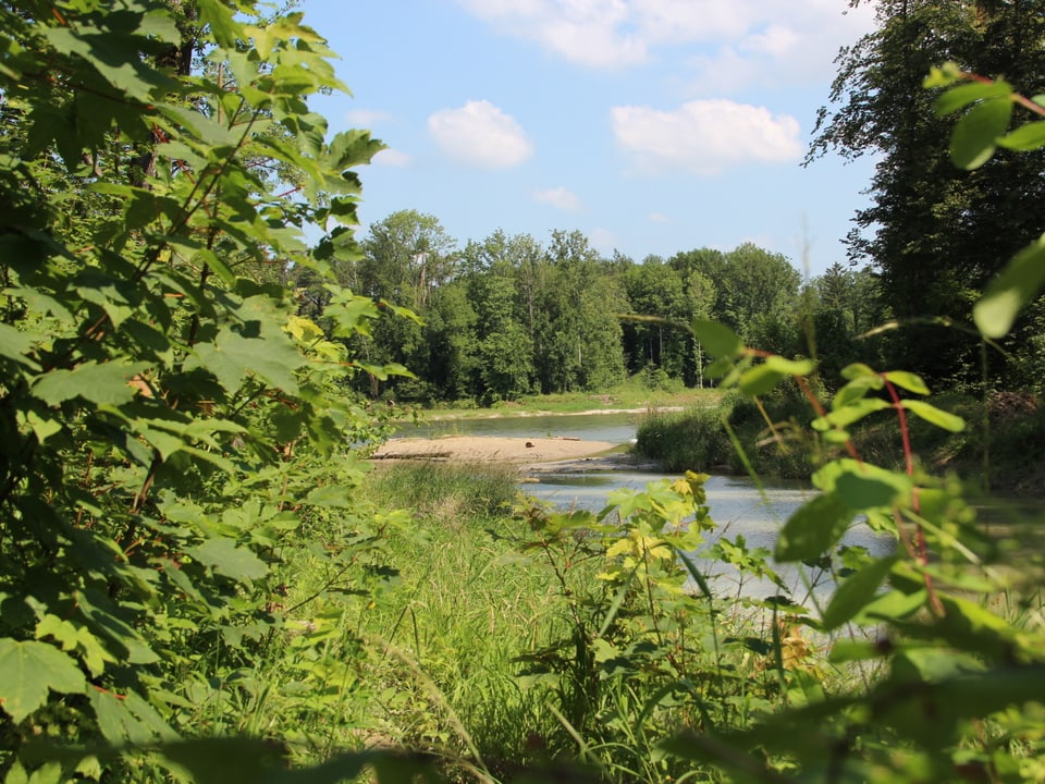 Grüne Landschaft mit Fluss und Sandbank.