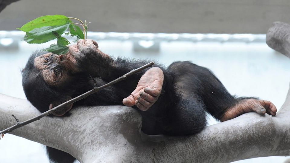 Ein junger Schimpanse frisst genüsslich Grünzeug.