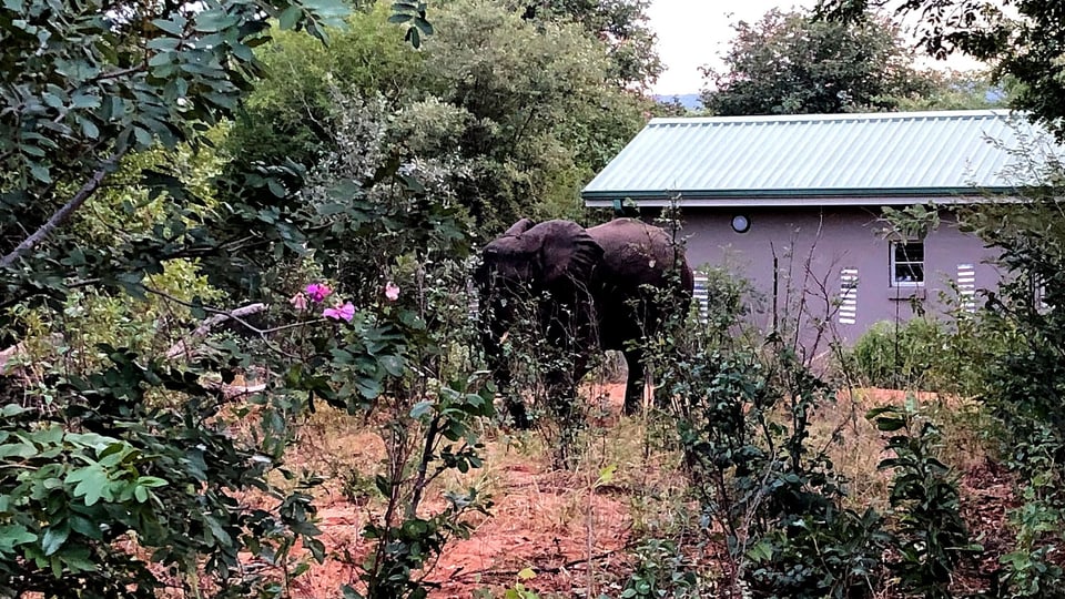 Ein Elefant steht im Garten eines kleinen Einfamilienhauses in Botswana.