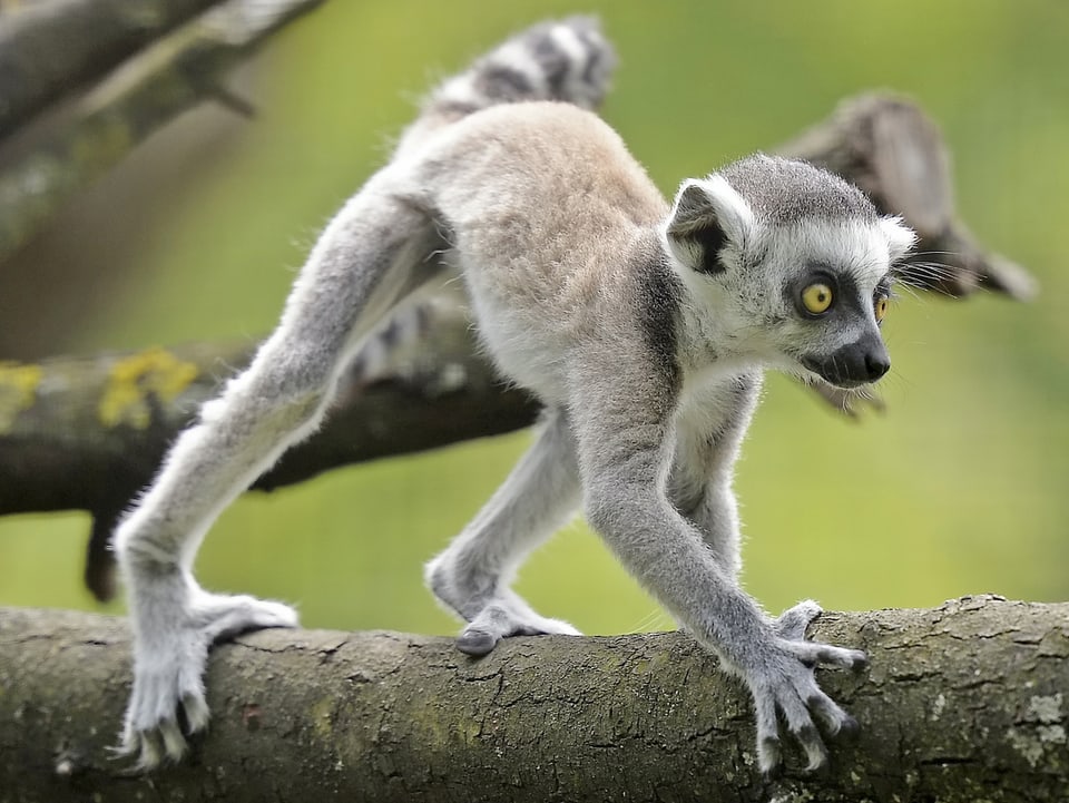 Ein sieben Wochen alter Lemur