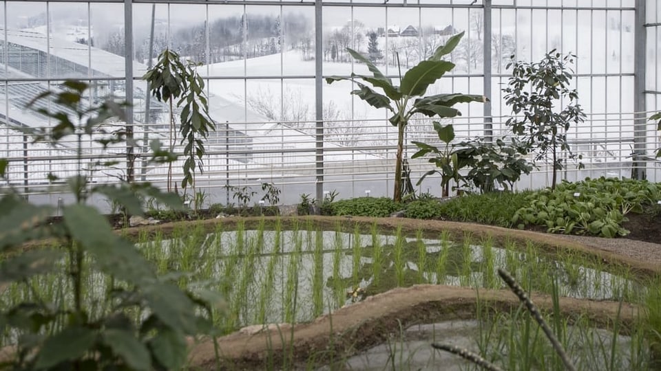 In einer Glashalle werden tropische Pflanzen angebaut, draussen liegt Schnee auf den Wiesen. 