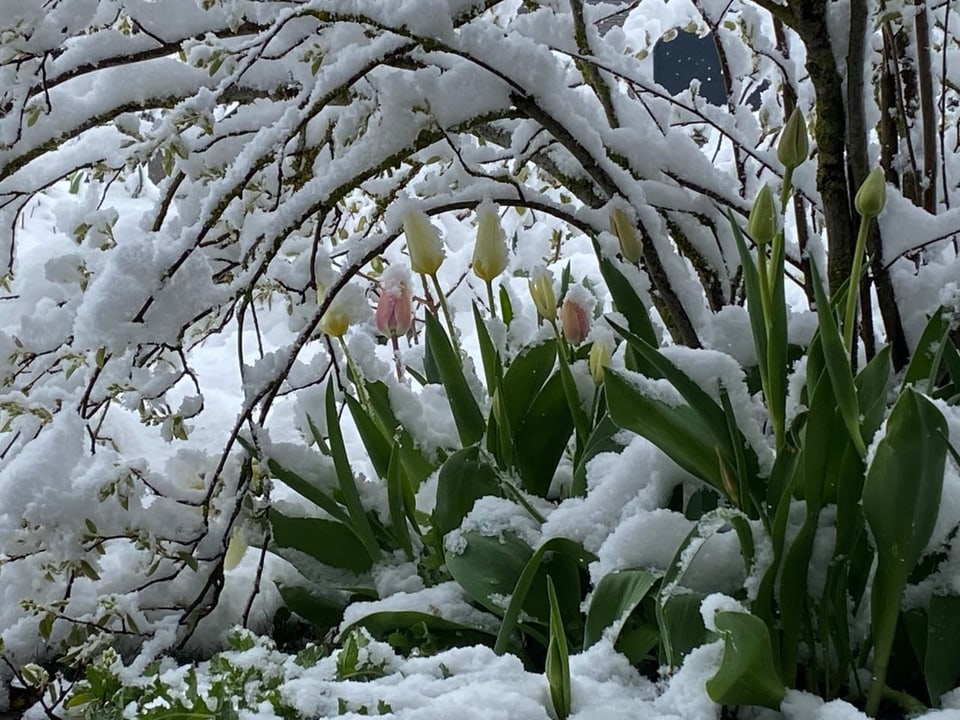 Schnee auf Tulpen