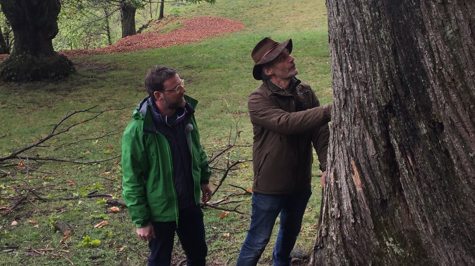 Baumpfleger Antonio a Marco zeigt Nik einen Kastanienbaum. 