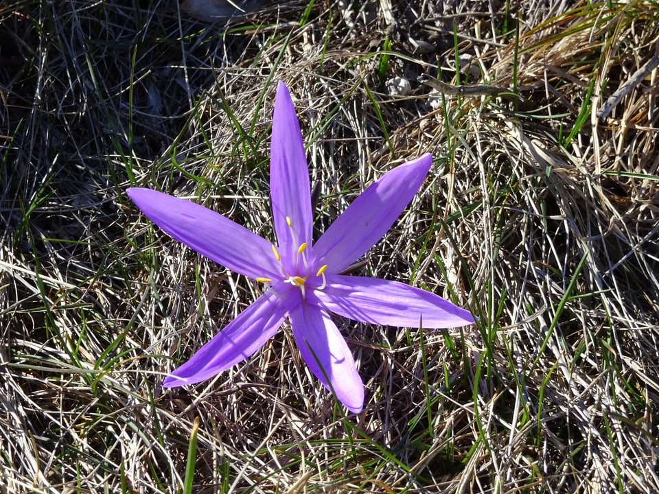 Eine Lichtblume, ein violettes Liliengewächs mit fünf sternenförmigen Blütenblättern dringt durch das teils noch braune Gras.