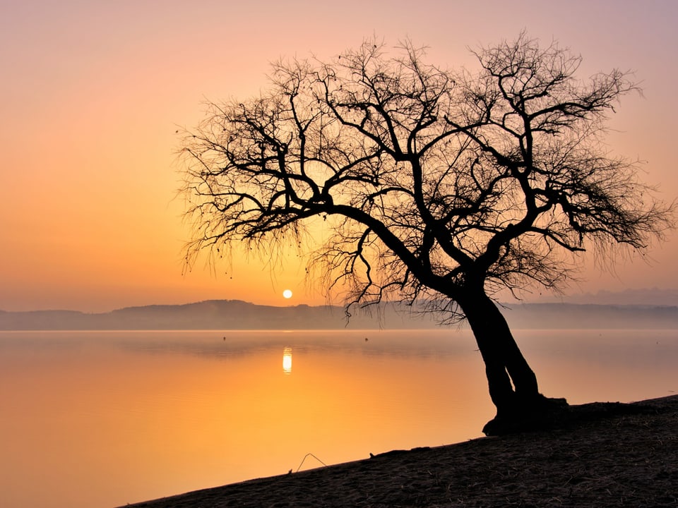 Salavaux/VD Konturen von kahlem Baum vor See, Sie Sonne geht am gelben Himmel auf.