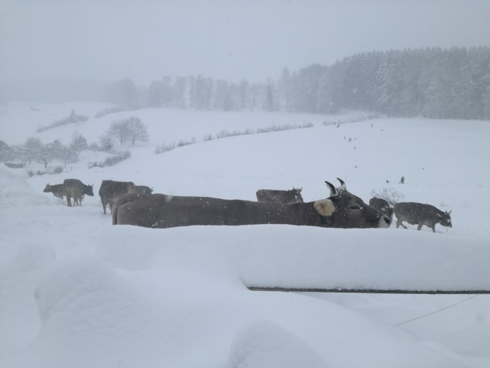 Kühe im Schnee.