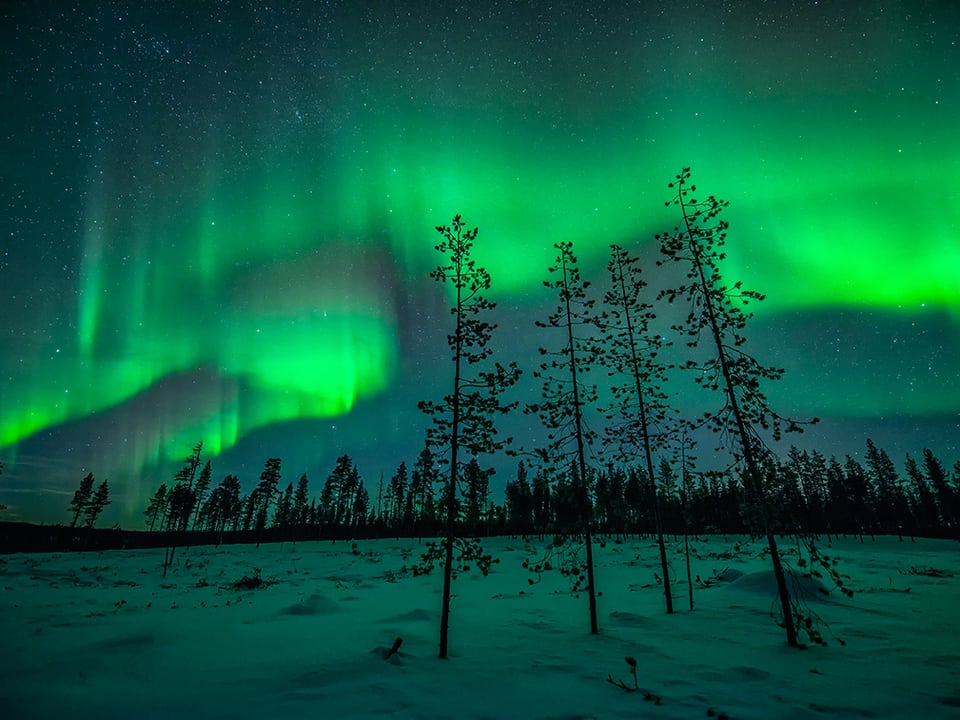 Nachtbild mit schneebedeckter Landschaft und drei kahlen Bäumen im Vordergrund. Am Himmel sind grüne Säulen des Polarlichts ganz deutlich zu erkennen. 