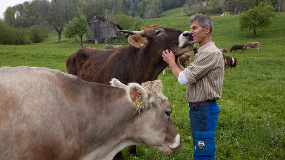 Ein Bauer steigt aus  - «Kühe und Kälber rufen nach der Trennung tagelang nacheinander»