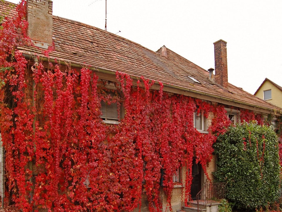 Haus mit Efeu überwachsen im Herbst.