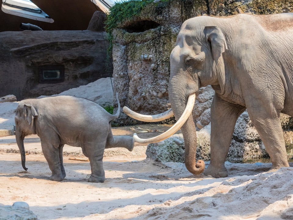 Elefantenbaby stösst mit Bein gegen Stosszähne
