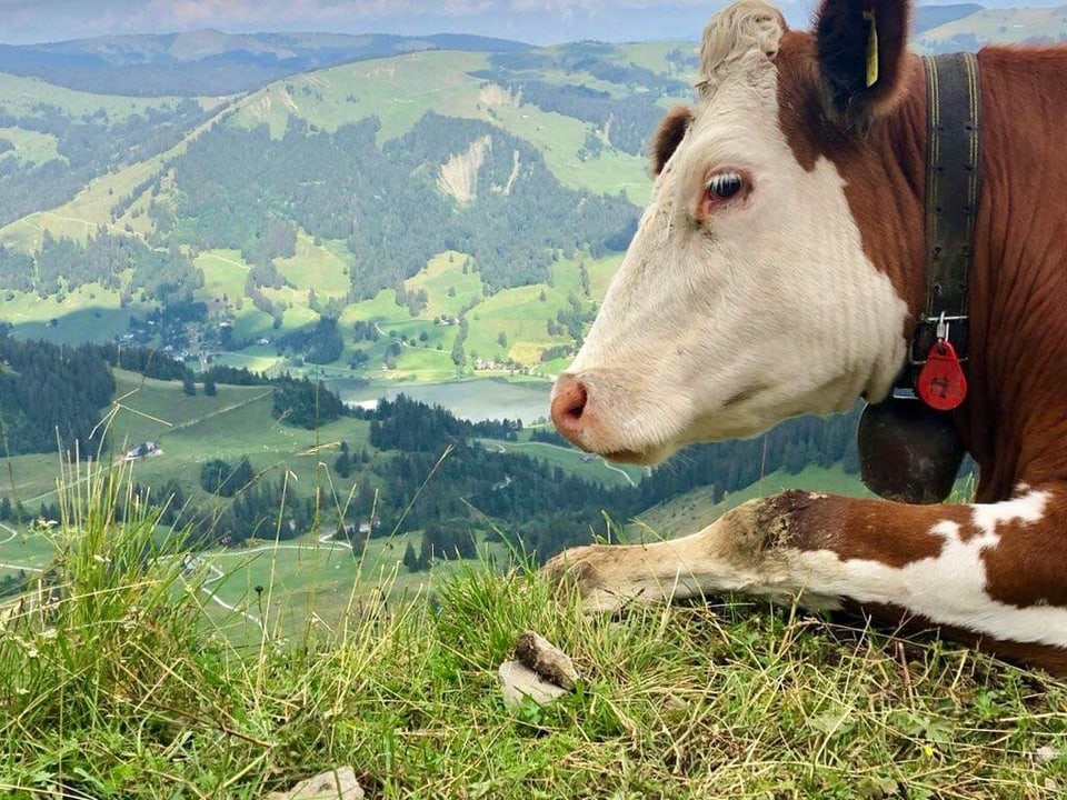 Kuh im Vordergrund im Hintergrund Alpenpanorama. 