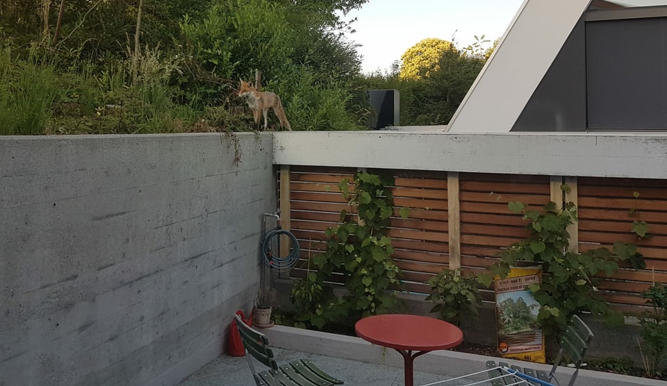 Fuchs auf Gartenmauer