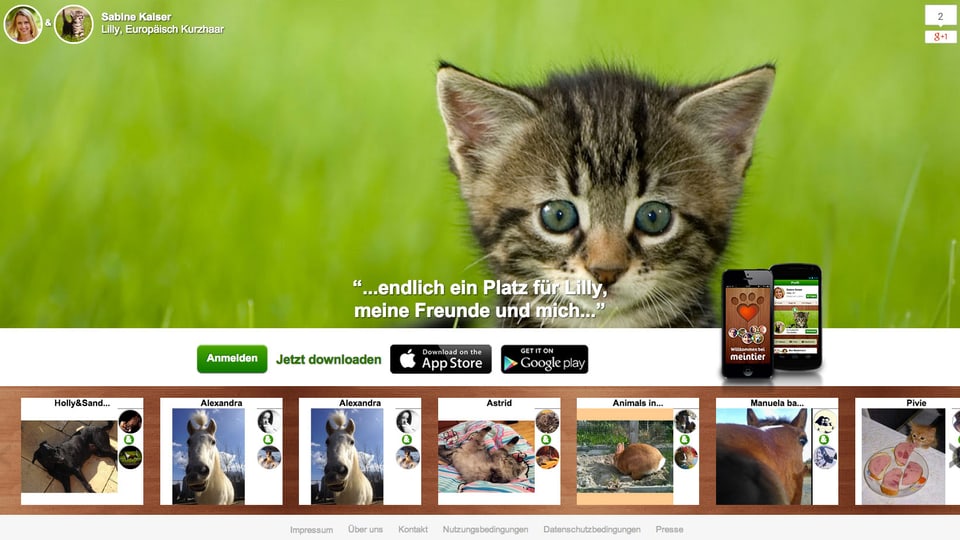 Die Startseite von Meintier.com, ein süsses Kätzchen.