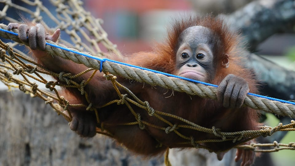 Orang-Utan-Baby hängt in einem Netz.