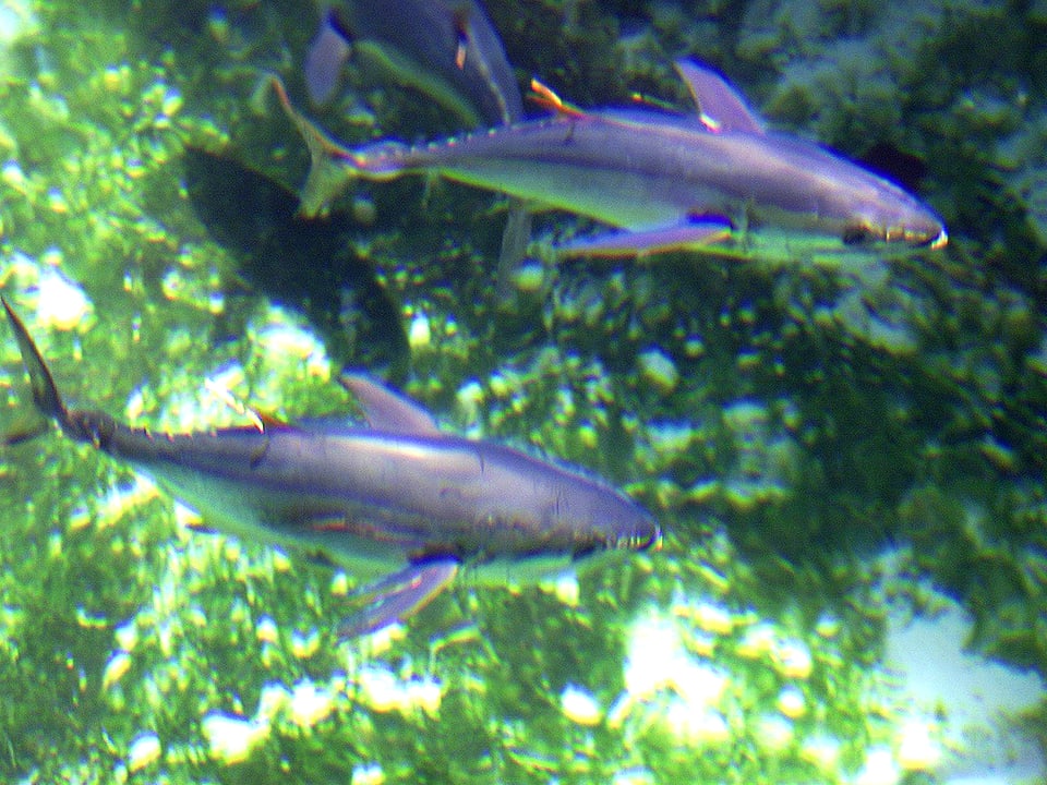 Zwei kleine Gelbflossen-Thunfische schwimmen synchron.