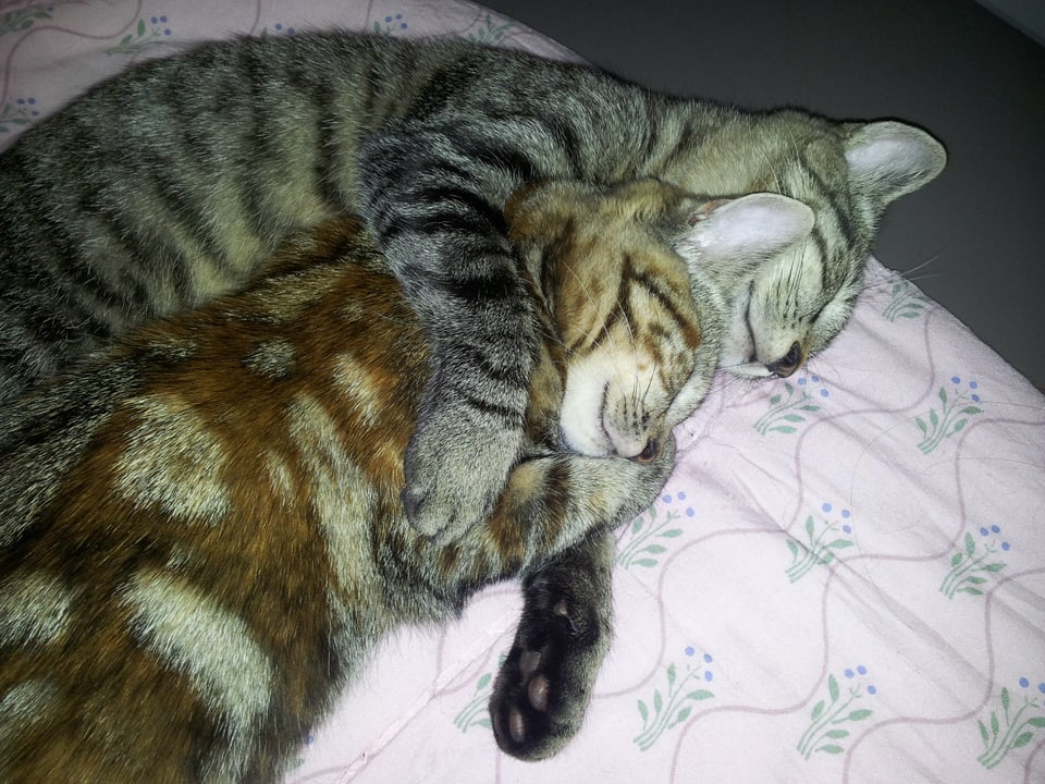 Zwei Katzen umarmen sich.