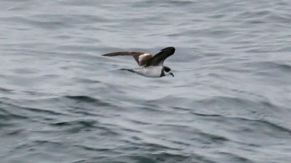 Ein Vogel mit weissem Körper und braunen Flügeln segelt über das Wasser,