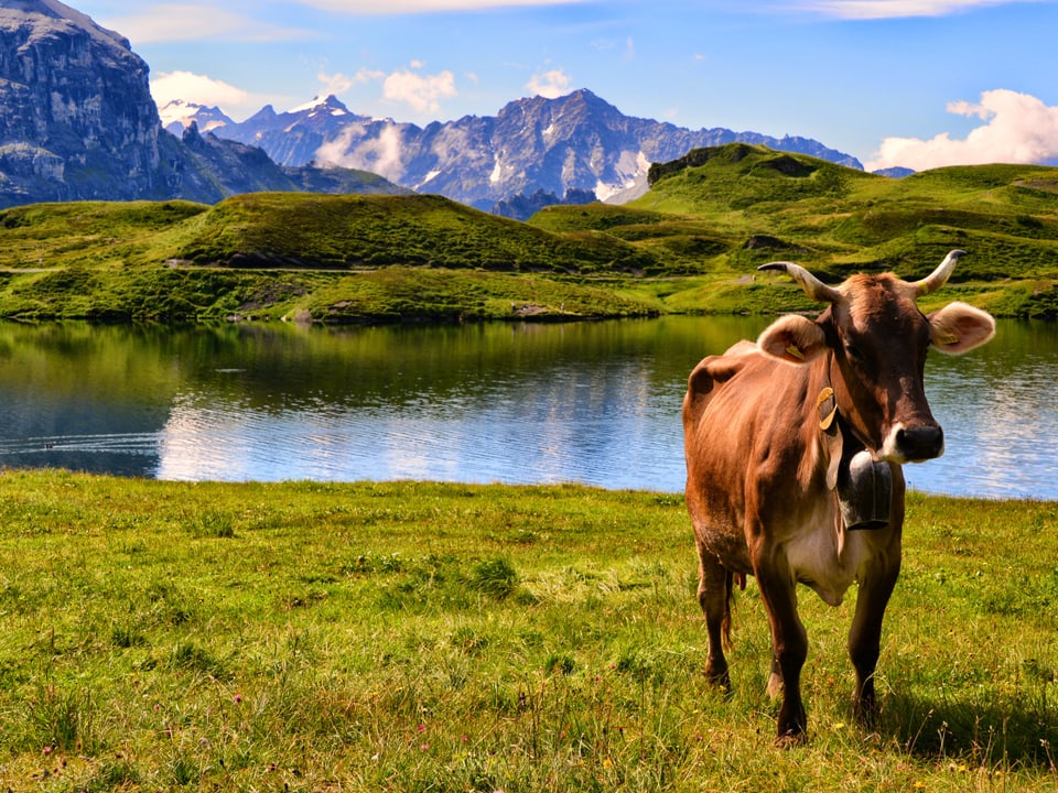 eine Kuh vor dem See