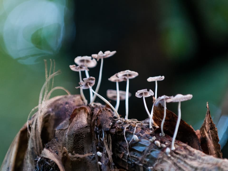Silberohr, Hundsrute und Schleiderdame sind drei der vielen Pilzarten im Masoala-Regenwald.
