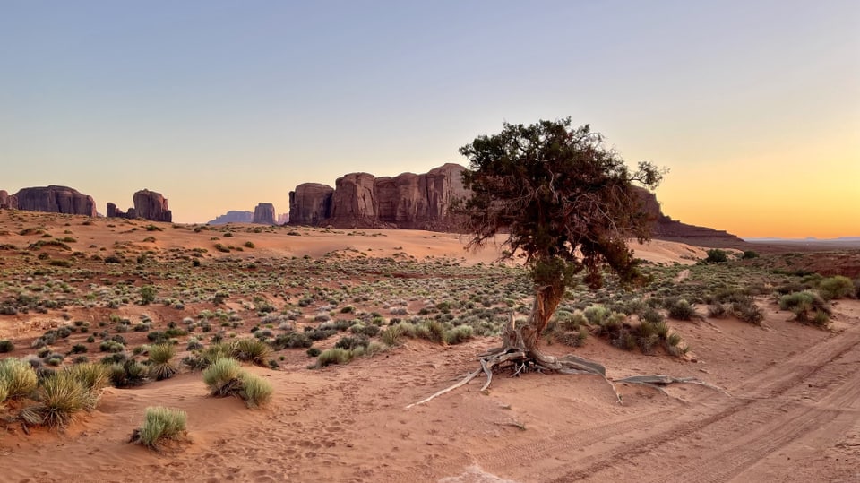 A tree in a very dry area in the USA.
