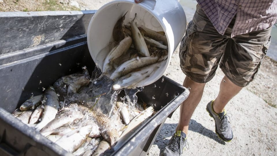 Tote Fische in einem grauen Behälter.