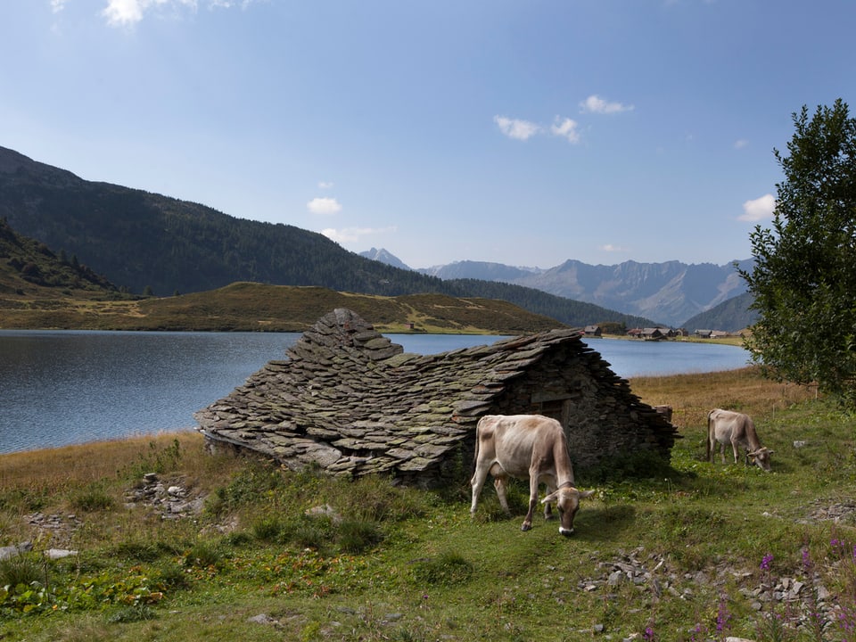 Blick auf ein Steinhaus am Ritomsee. Davor grasen Kühe.