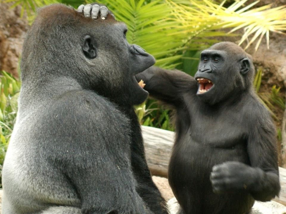 Zwei Affen sehen aus, als hätten sie Spass