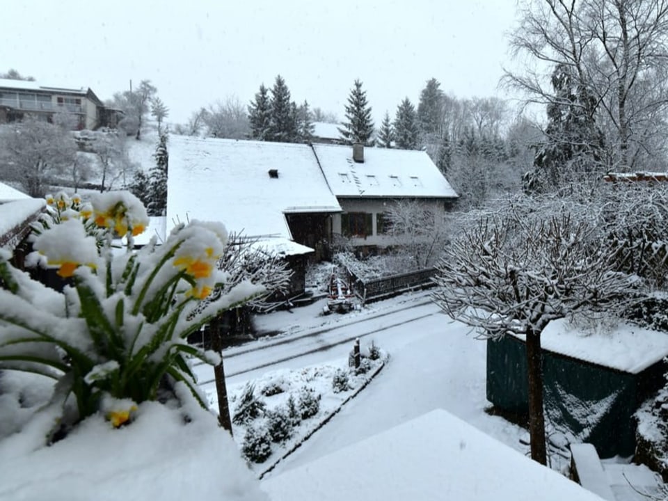 Eingeschneite Osterglocken auf einem Balkon, Schneebedeckte Häuser